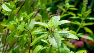Read more about the article Benefits of planting Tulsi at home | Health Benefits of Tulsi